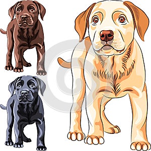 Vector set puppy dog breed Labrador Retriever photo