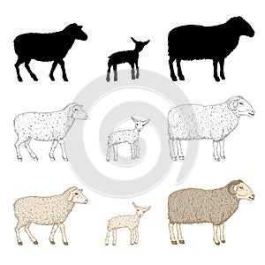 Vector Set of Ram, Sheep and Lamp