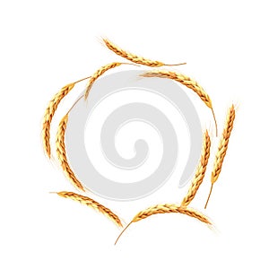 Vector set of random wheat or rye ears