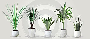 Vector set of realistic green houseplants in pots photo