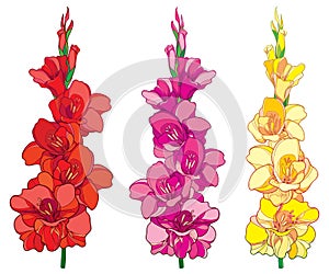 Vector set with red, pink and yellow Gladiolus or sword lily flower bunch isolated on white background. Floral contour elements.