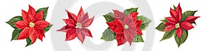 Vector set of red poinsettia and green leaves. New Year flowers on white background.