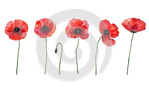 Vector set of red poppies. Colorful meadow wild flowers. Watercolor hand drawn illustration isolated on white background