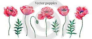 Vector set of red poppies with leaves and bud. Colorful flowers. Elements for floral summer design. Watercolor hand