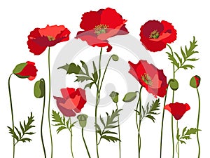 Vector set of red poppies with leaves and stems, isolated on white background