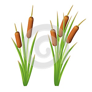 Vector set of reeds in the green marsh grass. Shrub of bulrush. Illustration of cattail or typha isolated on a white background