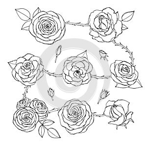 Vector set of rose flowers with buds, leaves and thorny stems line art isolated on the white background.