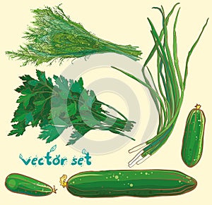 Vector set with scallions, dill, parsley, cucumbers