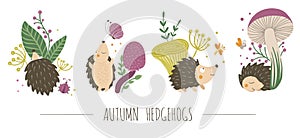 Vector set of scenes with hand drawn flat hedgehogs. Funny autumn pictures with prickly animal. Cute woodland animalistic illustra