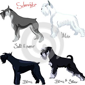 vector Set of Schnauzer photo