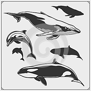 Vector set of sea animals. Dolphin, grampus silhouettes.
