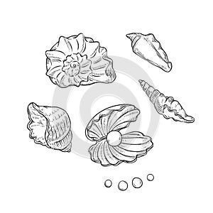 Vector set sea shells and pearls different shapes. Clamshells monochrome black outline sketch illustration on