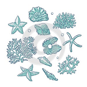 Vector set sea shells stars corals and pearls different shapes. Clamshells starfishes polyps monochrome outline sketch