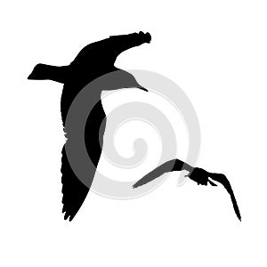 Vector set - seagull silhouette on white background collection