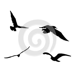 Vector set - seagull silhouette on white background collection