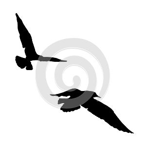 Vector set - seagull silhouette on white background collection