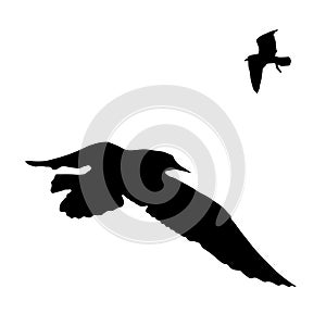 Vector set - seagull silhouette on white background collection