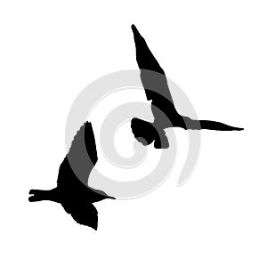 Vector set - seagull silhouette on white background collection