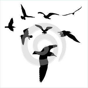 Vector set - seagull silhouette on white background collection