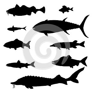 Vector Set of Silhouette Fish. Sea, River and Lake Types