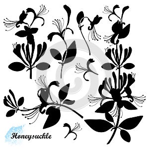 Vector set of silhouettes Lonicera or Japanese Honeysuckle with flower, bud and leaf in black isolated on white background.