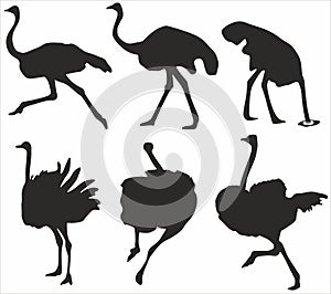 Vector set of silhouettes of ostriches.