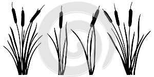 Vector set of simple silhouettes of Bulrush or reed or cattail or typha leaves in black isolated on white background.