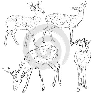 Vector Set of Sketch Dappled Deers