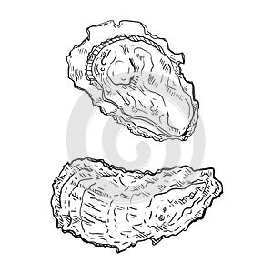 Vector Set of Sketch Oyster Illustrations