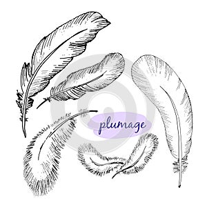 Vector set of sketch plumage