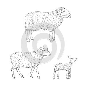 Vector Set of Sketch Ram, Sheep and Lamp