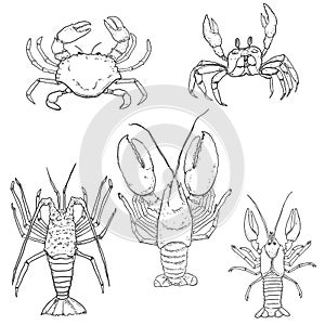 Vector Set of Sketch Sea Animals. Omar, Lobster and Crab