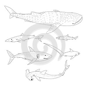 Vector Set of Sketch Sharks