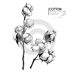 Vector set of skin care ingredients. Organic hand drawn elements. Cotton branch.