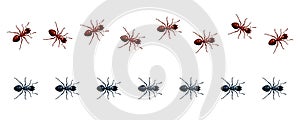 Vector set of straight and wavy lines of marching ants. 3D realistic illustration of a path or trail of walking red and black