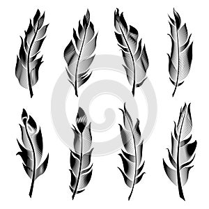 Vector set of stylized bird feathers. Linear collection for decoration.