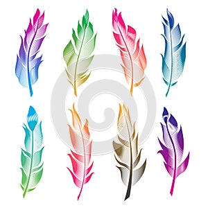 Vector set of stylized bird feathers. Linear collection for decoration.