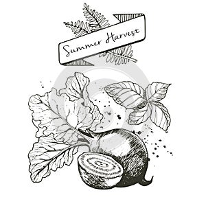 Vector set of summer harvest. Decorated with banner, fern leaves and blots. Beetroot and basil.