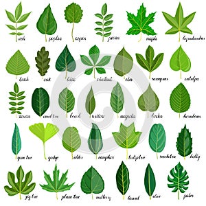 Vector set of tree leaves