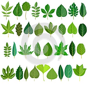 Vector set of tree leaves