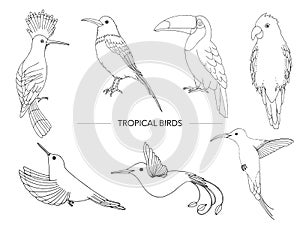 Vector set of tropical birds.