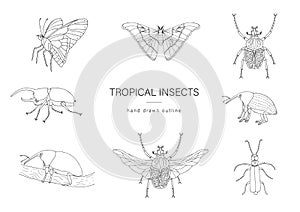 Vector set of tropical insects