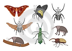 Vector set of tropical insects