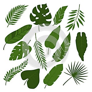 Vector set of tropical leaves isolated on white background. Collection of exotic plants vector illustration with