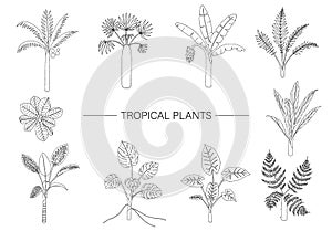 Vector set of tropical plants. Line drawing of jungle foliage. Hand drawn palm tree, banana, monstera, dieffenbachia, Terminalia,