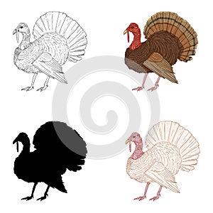 Vector Set of Turkey Illustrations. Farm Bird Illustration