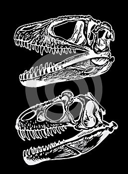 Vector set of two skulls of tyrannosauruses isolated on black background,graphical illustration