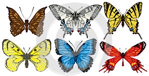 Vector set of various bright colorful butterflies