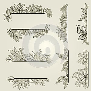 Vector set of vintage design elements with leafs