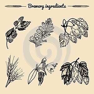 Vector set of vintage herbs elements of brewery.Hand sketched plants illustrations for beer bar,restaurant menu concepts